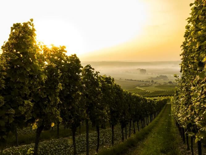 Discover the Wine Country of Tuscany